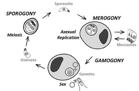  アピコンプレックスは単細胞の寄生虫で、その複雑な生活サイクルと宿主への影響力によって注目されています！