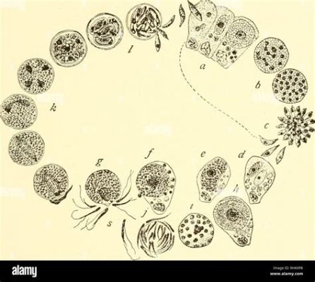  エイメリア：単細胞生物の驚異！パラサイトとしての生態を紐解いていきましょう！