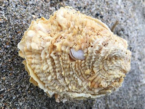  ドンコ: 海の宝石箱に隠れた二枚貝、その神秘的な生態を探る！