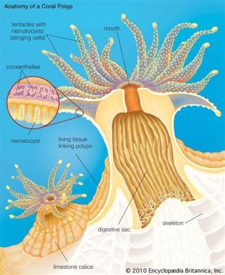  キクザコ 複雑なポリプ構造を持つこの魅惑的な海の生き物は、サンゴ礁の生態系において重要な役割を果たしています！