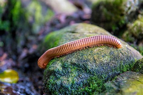  ロッホムシ、土の下でひっそりと暮らす、足が何百本もある奇妙な生き物！