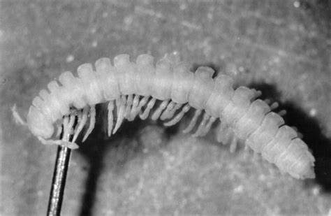  Polydesmus！その多様な足と驚異的な再生能力を探求しよう！