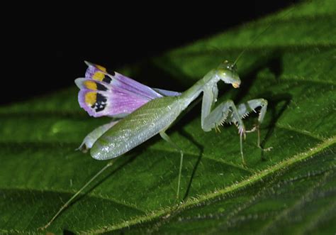  カマキリ、光を浴びる華麗なる剣士！