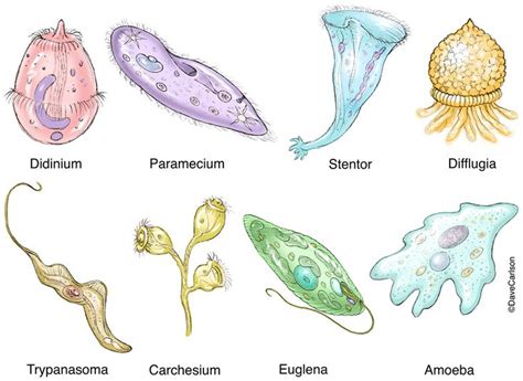  プロテオゾアは単細胞生物の仲間であり、その形態は非常に多様である！