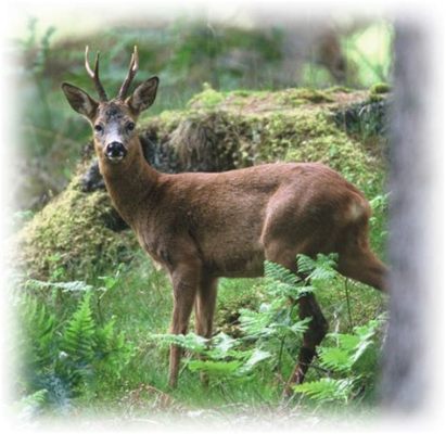  ロマンティックな夜空を舞う！熱帯雨林の宝石、 ROE DEER BUTTERFLY の生態を解き明かす