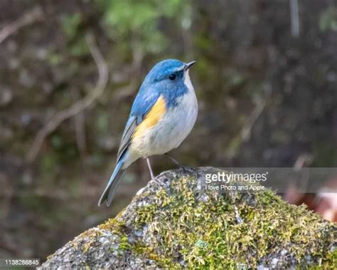  ルリビタキ、鮮やかな青い羽と鳴き声で森を彩る小鳥です！