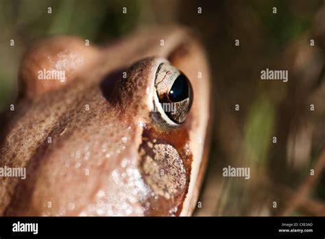  ラーテングケロガエル、その滑らかな肌と飛び跳ねる姿で魅了する夜行性のカエル