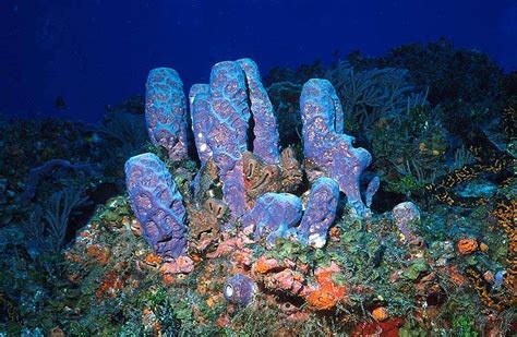  スポンジの王国！ - 謎めいた「シリンガ」は海に生きるユニークな生物