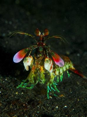  ツノサンゴ、海に棲む奇妙な生き物でありながら、宝石のように美しい存在です！